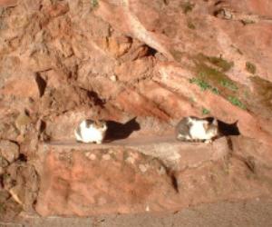 Gatos tomando el sol en Las Cuevas